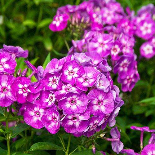 Флокс метельчатый Laura (Лаура)