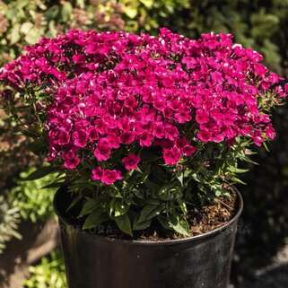 Флокс метельчатый Flame Pro Cerise (Флейм Про Керизе)