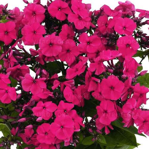 Флокс метельчатый Flame Pro Cerise (Флейм Про Керизе)