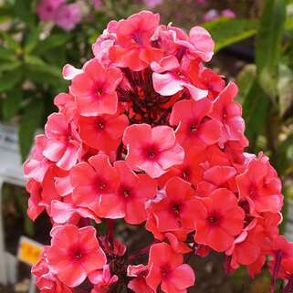 Флокс метельчатый Tequila Sunrise (Текила Санрайз), корень в упаковке