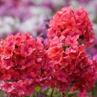 Флокс метельчатый Tequila Sunrise (Текила Санрайз), корень в упаковке