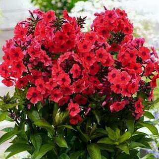 Флокс метельчатый Tequila Sunrise (Текила Санрайз), корень в упаковке