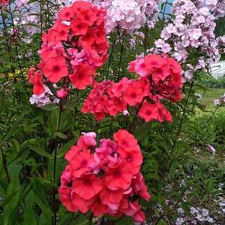 Флокс метельчатый Tequila Sunrise (Текила Санрайз), корень в упаковке