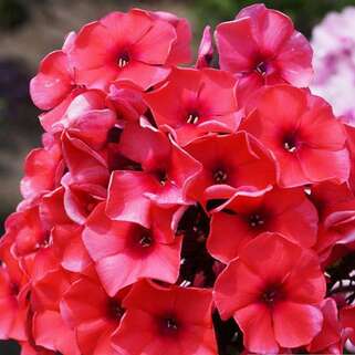 Флокс метельчатый Tequila Sunrise (Текила Санрайз), корень в упаковке