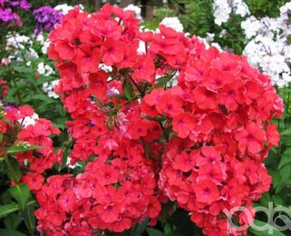 Флокс Margarita (Маргарита)