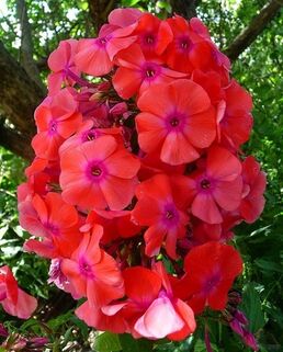 Флокс метельчатый Фобос