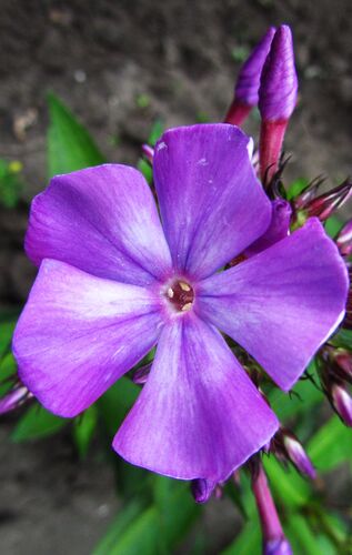 Флокс Игорь Тальков