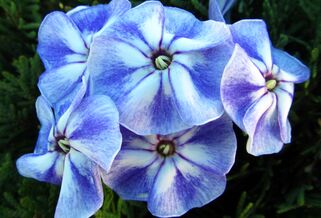 Флокс метельчатый Younigue Old Blue (Юник Олд Блю)