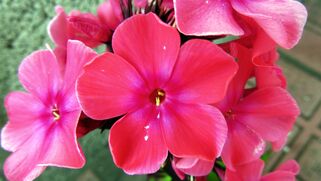 Флокс метельчатый Windsor (Виндзор)