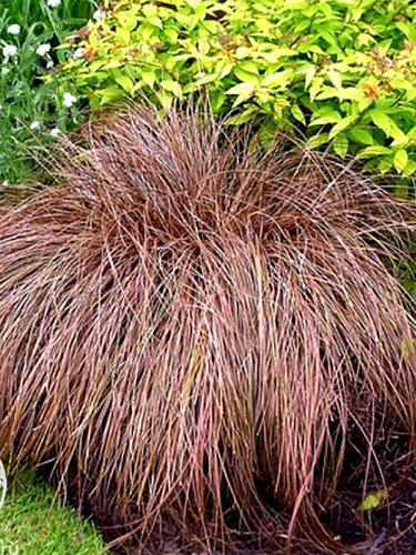 Карекс petriei Milk Shokolate ( Милк Шоколад )