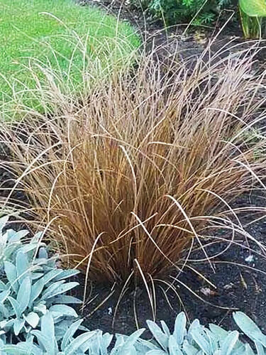 Карекс petriei Milk Shokolate ( Милк Шоколад )