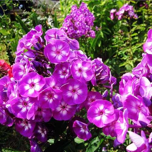 Флокс метельчатый Katja (Катя)