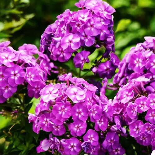 Флокс метельчатый Katja (Катя)