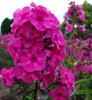 Флокс метельчатый Classic Cassis (Классик Кассис)