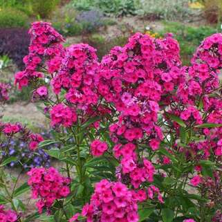 Флокс метельчатый Classic Cassis (Классик Кассис)