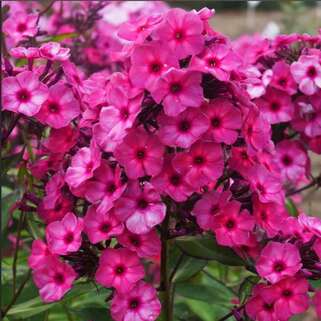 Флокс метельчатый Classic Cassis (Классик Кассис)