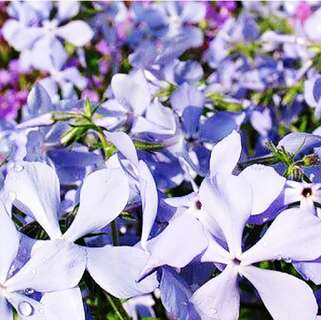 Флокс растопыренный Blue Perfume (Блю Парфюм)