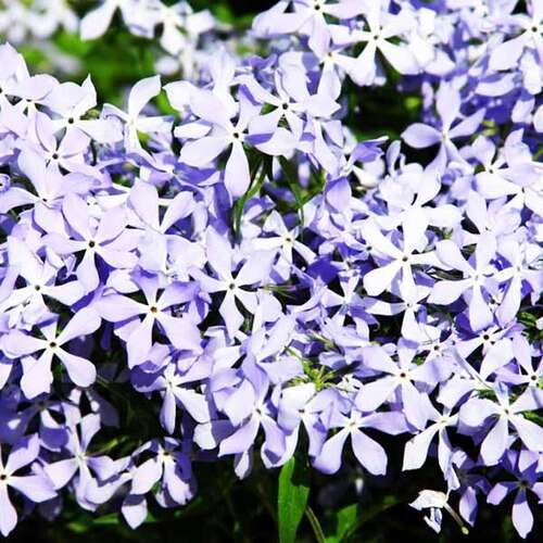 Флокс растопыренный Blue Perfume (Блю Парфюм)