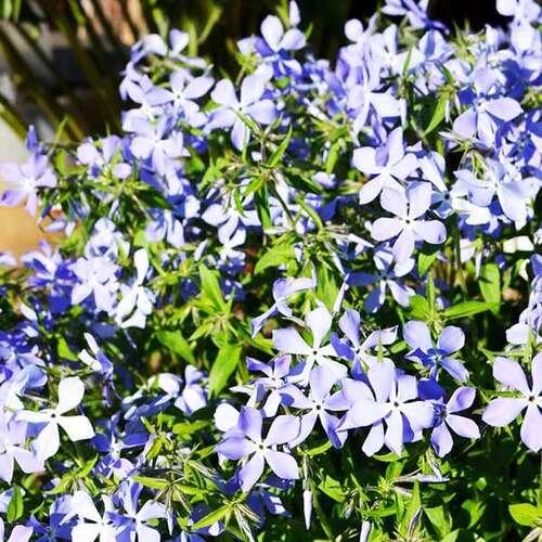 Флокс растопыренный Blue Perfume (Блю Парфюм)