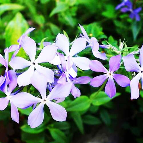 Флокс растопыренный Blue Perfume (Блю Парфюм)