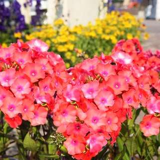 Флокс метельчатый Younique Orange (Юник Оранж)