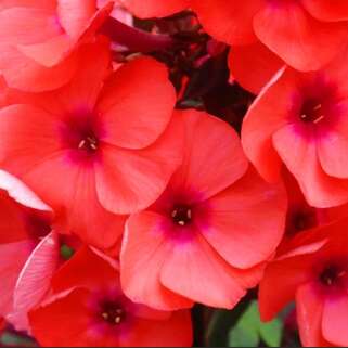 Флокс метельчатый Younique Orange (Юник Оранж)