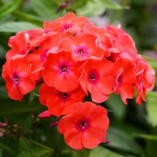 Флокс метельчатый Younique Orange (Юник Оранж)