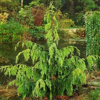 Кипарисовик нутканський Pendula (Пендула)