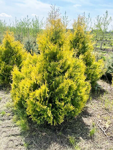 Туя западная Golden Brabant ( Голден Брабант)