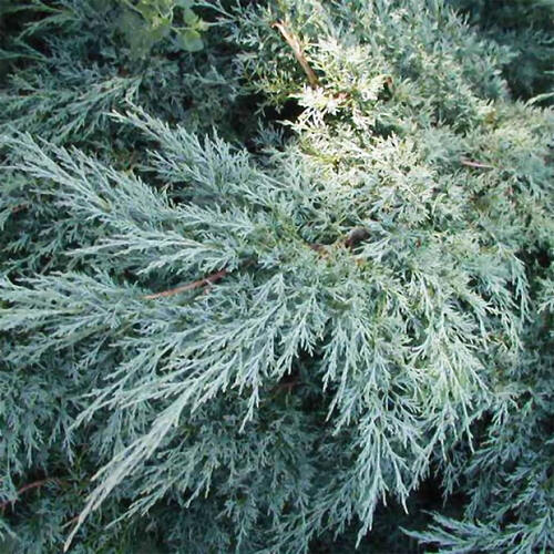 Можжевельник виргинский Grey Owl (Грей Оул)