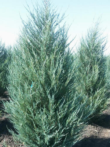 Можжевельник скальный Moonglow (Мунглоу)