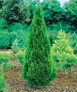 Туя западная Brobeck's Tower (Бробекс Тауэр)