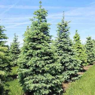 Пихта одноцветная (Abies concolor)