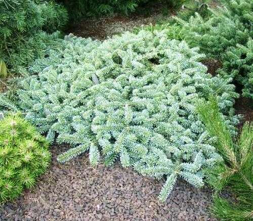 Пихта корейская Bonsai Blue