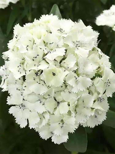 Гвоздика бородатая Dart White ( Дарт Вайт)