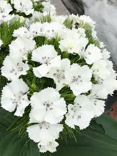 Гвоздика бородатая Dart White ( Дарт Вайт)