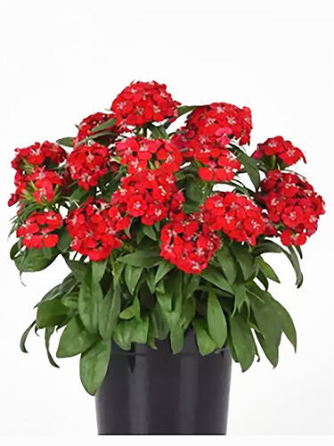 Гвоздика бородатая Dart Scarlet ( Дарт Скарлет)