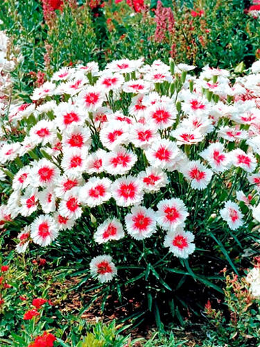 Гвоздика китайская Диана Ред Центред Вайт