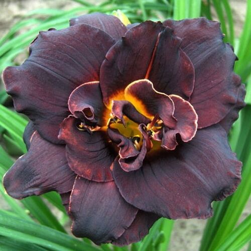 Лилейник Voodoo Dancer (Вуду Дансер)