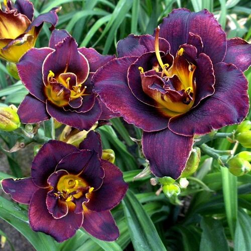 Лилейник Voodoo Dancer (Вуду Дансер)