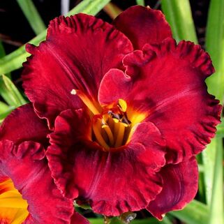 Лилейник Lil'Red Wagon (Лиль Рэд Вагон)