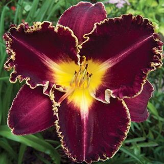 Лилейник Storm of the Century (Сторм оф зе Сэнчури)