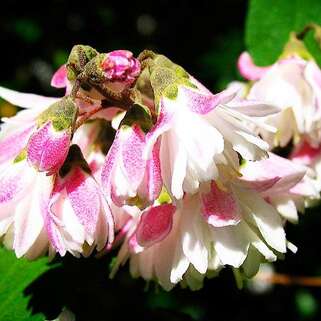 Дейция шершавая Codsall Pink (Кодсал Пинк)