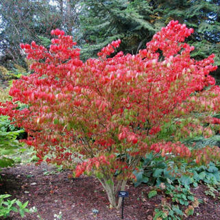 Бересклет европейский Red Cascade (Рэд Каскад)