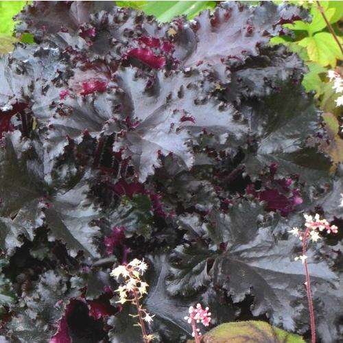 Гейхера Блэк Бьюти (Black Beauty)