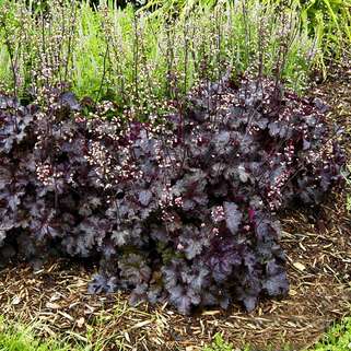 Гейхера Блэк Бьюти (Black Beauty)