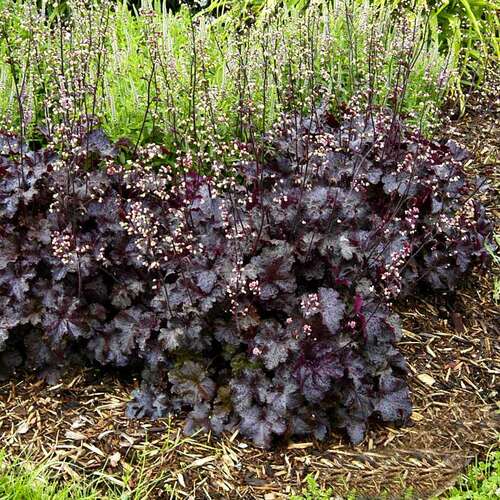 Гейхера Блэк Бьюти (Black Beauty)