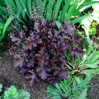 Гейхера Блэк Бьюти (Black Beauty)