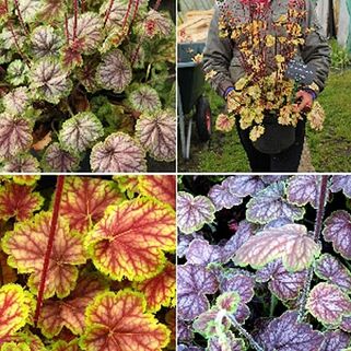 Гейхера Master Painter Van Gogh (Ван Гог)