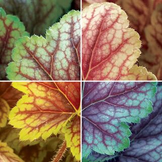 Гейхера Master Painter Van Gogh (Ван Гог)